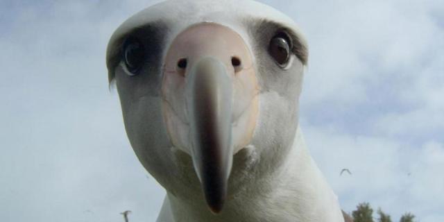 An Albatross