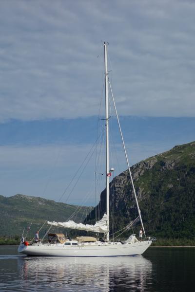 Teal in Grey River, Newfoundland