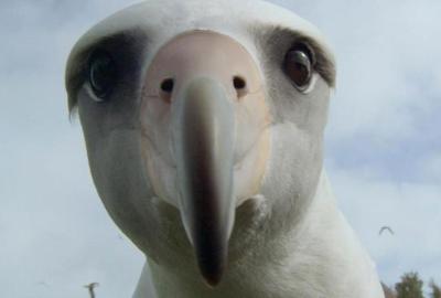 An Albatross